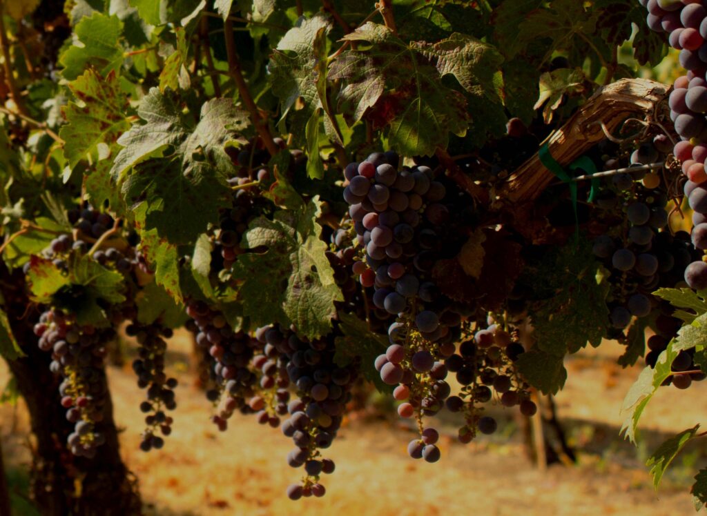 History of Cabernet Franc