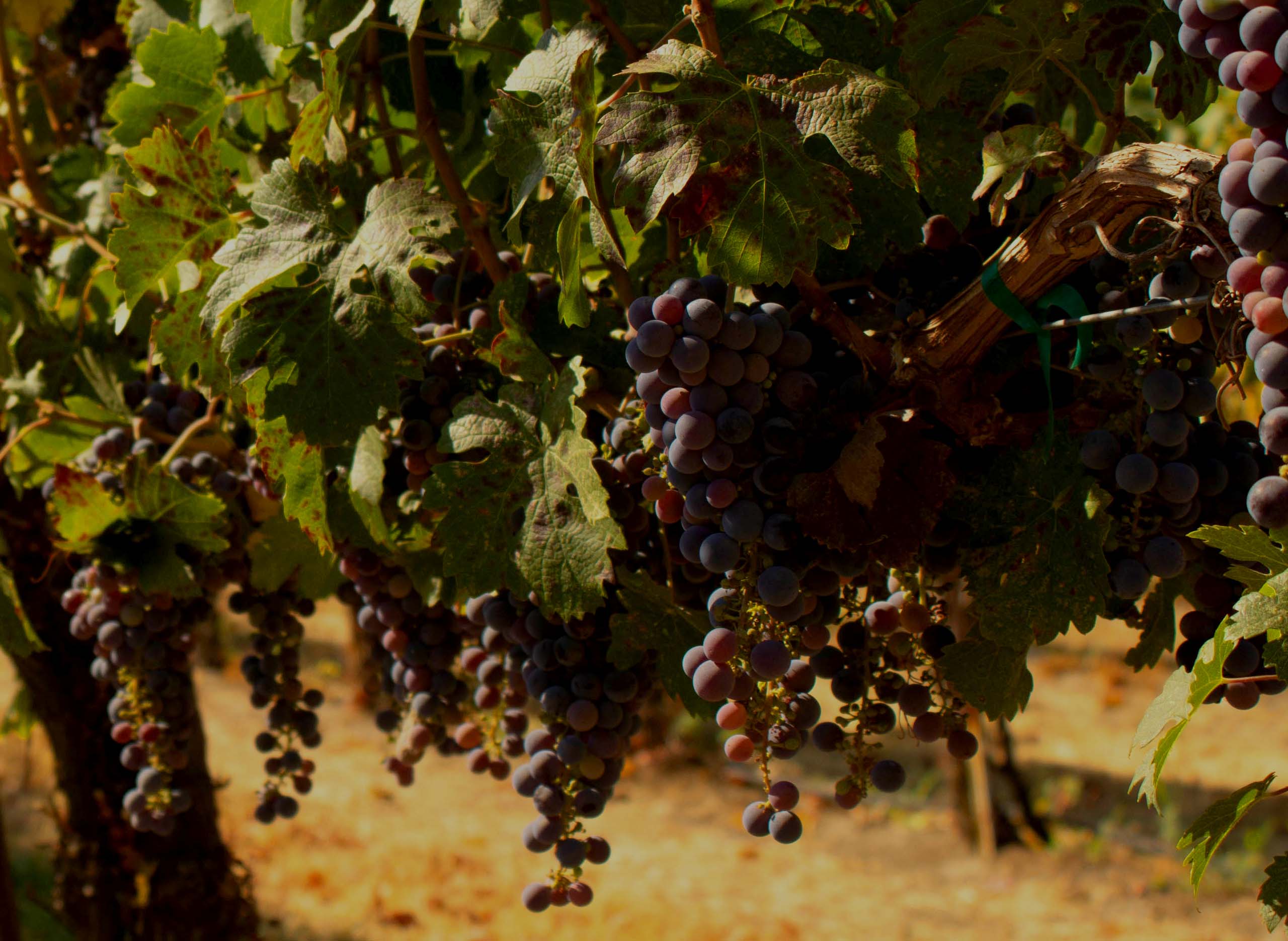 History of Cabernet Franc